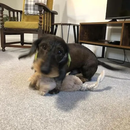 Barncroft: Dogs Welcome, Dog Care Services Offered Feriehus