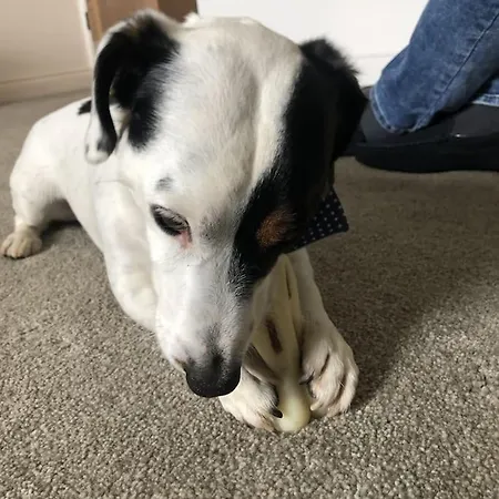 Casa de Férias Barncroft: Dogs Welcome, Dog Care Services Offered Cockermouth