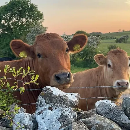 Barncroft: Dogs Welcome, Dog Care Services Offered Cockermouth