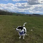 Дом отдыха Barncroft: Dogs Welcome, Dog Care Services Offered