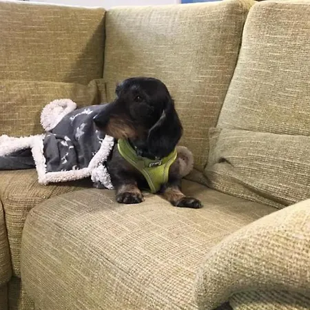 度假居 Barncroft: Dogs Welcome, Dog Care Services Offered *